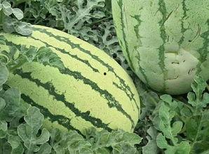 各种花式吃瓜群众是什么,揭秘网络时代的趣味围观现象