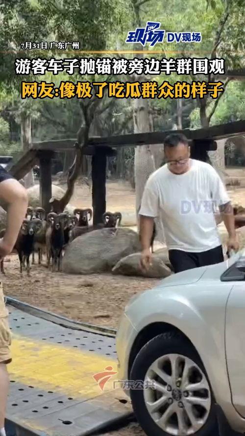 隔壁热心吃瓜群众,揭秘社区八卦风云录